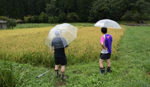 稲刈り延期のお知らせ