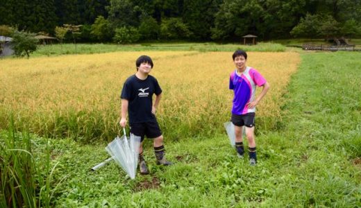 もうすぐ稲刈りです。